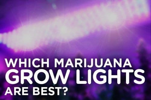 Marijuana Growing Lights - Best Lights For Growing Weed | Leafbuyer