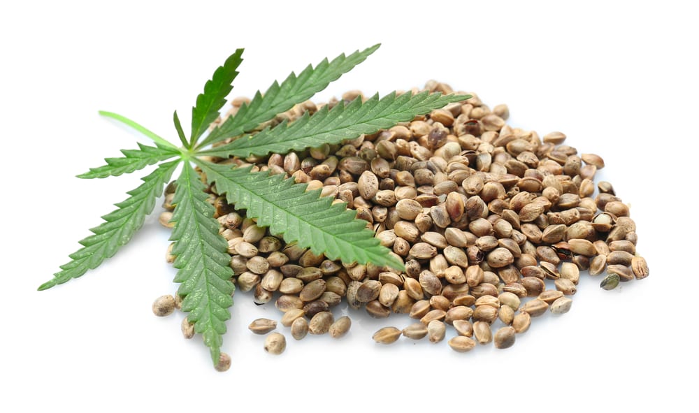 marijuana seedlings male or female