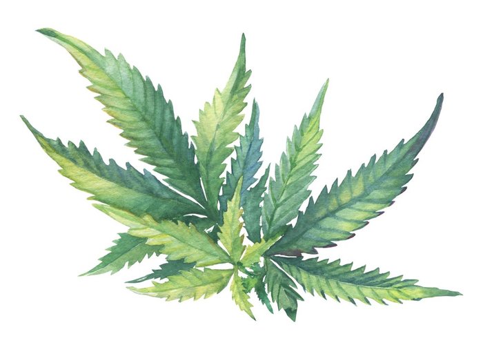 Cannabis in Art Drawing Inspiration from the Plant Leafbuyer
