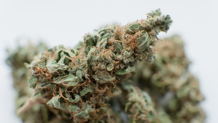 What are Some High THC and High CBD Strains? | Leafbuyer