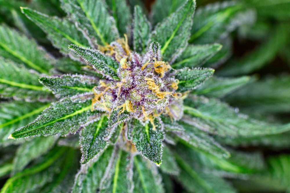 Purple Cannabis: What's the Big Deal? | Leafbuyer