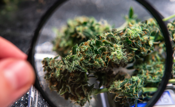 Terpenes and Trichomes: What's the Difference? | Leafbuyer