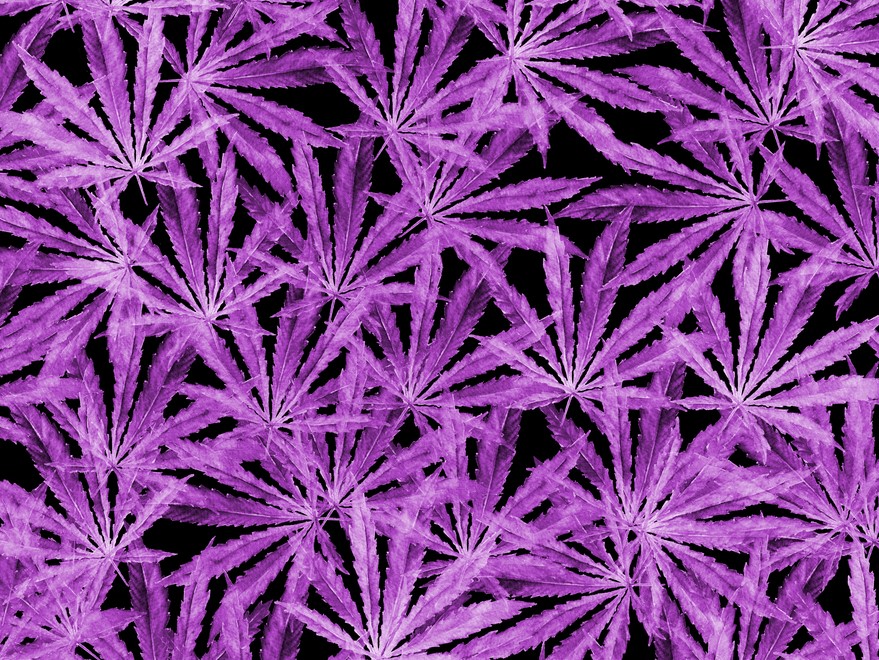 purple weed nugs