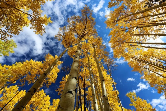 Beautiful 420-Friendly Cabins in Colorado | Leafbuyer