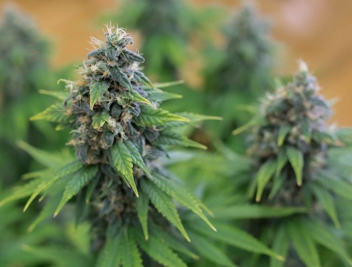 close up of marijuana plants growing