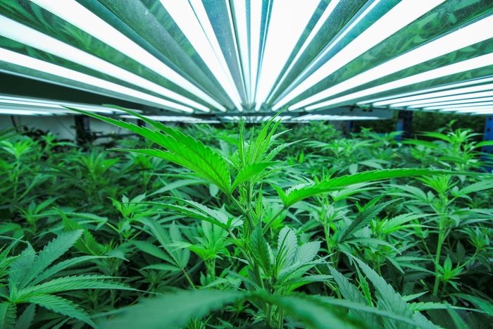 indoor marijuana growing with lights