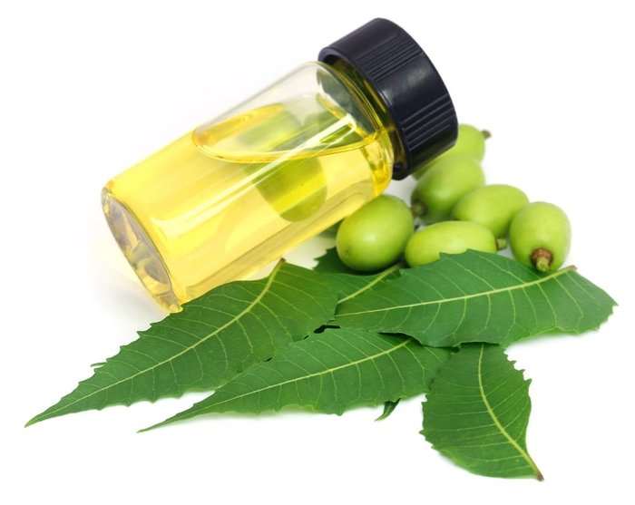 neem oil, a natural pesticide for cannabis, in a jar 