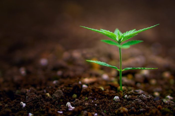 small marijuana plant growing out of the ground
