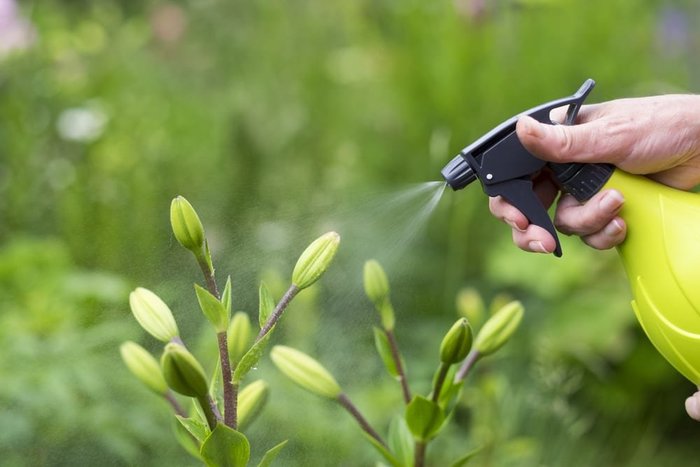 spraying plant with pesticide