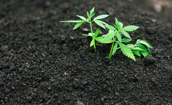 https://www.leafbuyer.com/blogs/content/uploads/2019p/03/marijuana-planted--700px.jpg