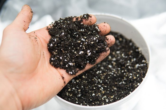 The Best Soil for Growing Cannabis 