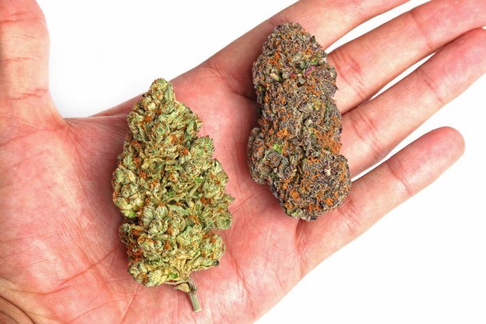 best-new-weed-strains-you-might-not-know-about-leafbuyer