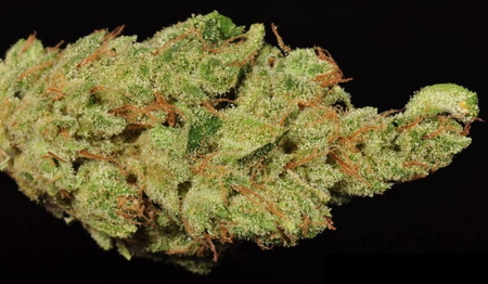 Willie Nelson Weed Strain Information | Leafbuyer